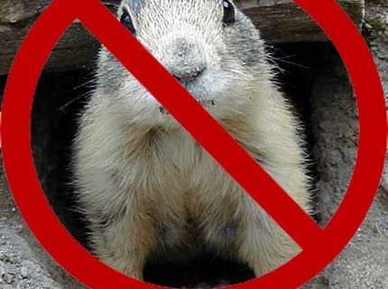 No Prairie Dogs