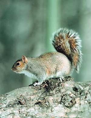 Georgia Squirrel Hunting