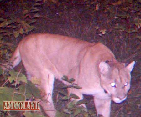 Michigan Cougar in Houghton County
