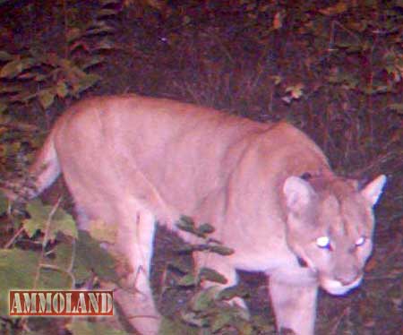Michigan-Cougar-in-Houghton-County Michigan Cougar in Houghton County