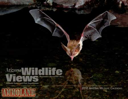 Bruce-Taubert-Townsends-big-eared-bat Bruce Taubert Townsend’s big-eared bat