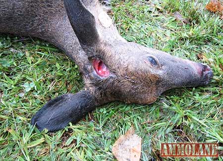 West Virginia Deer Slaughter Case