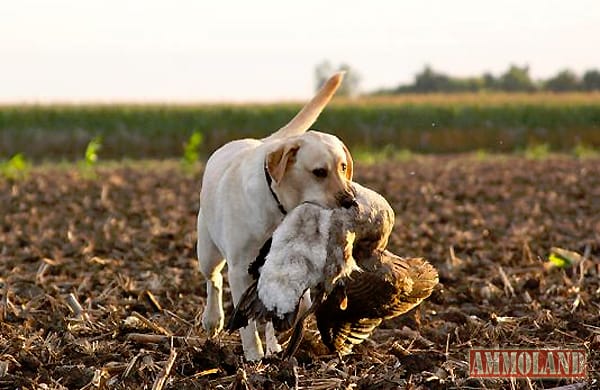 Yellow Lab