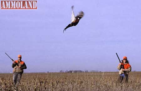 Kansas Waconda Lake Pheasant Hunt