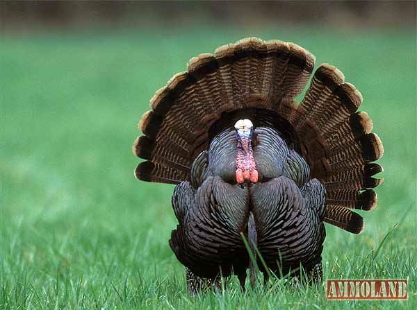 Turkey In Field