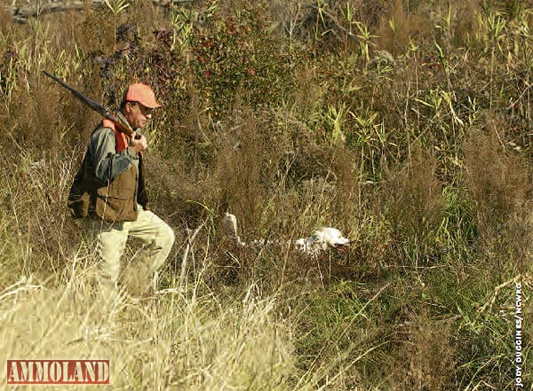BobWhite-Quail-Hunting BobWhite Quail Hunting