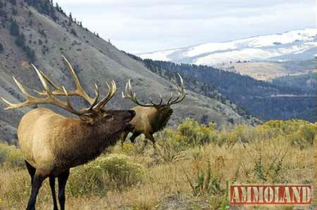 Western Elk Hunting