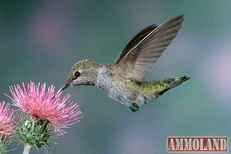 Humming Bird