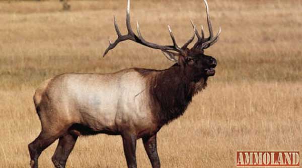 Bull Elk Hunting