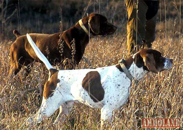 Hunting Dogs on Point