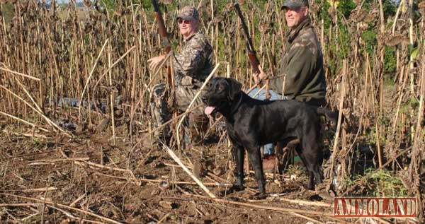 Duck Hunting Dog