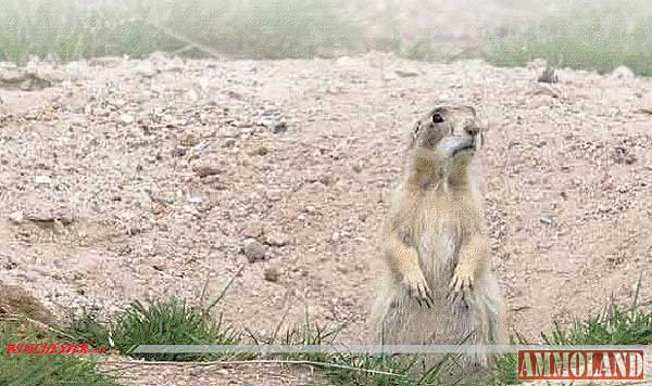 Prairie Dogs