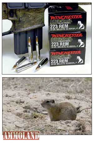 Winchester-223-Praire-Dog-Rounds Winchester 223 Praire Dog Rounds