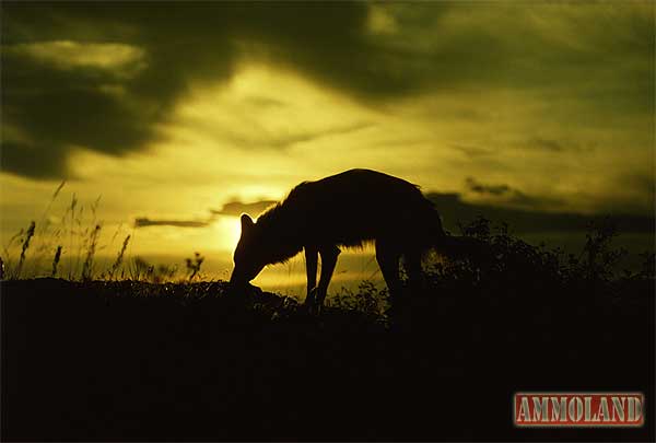 Wolves Wolves