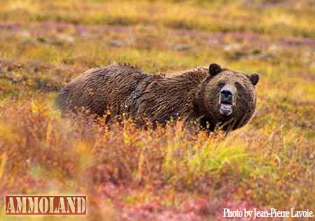 Grizzly Bear Photo by Jean-Pierre Lavoie.