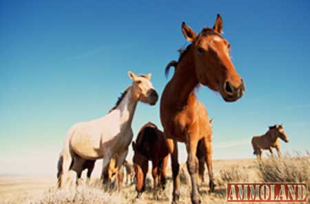 Wild Horse Gather