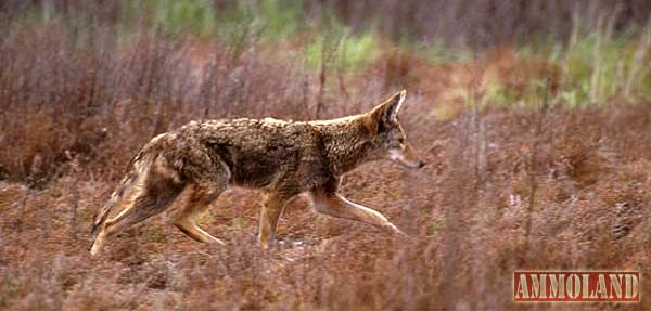 Coyote Control Starts Now