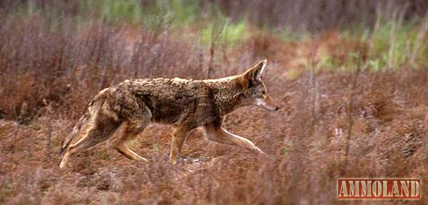 Coyote