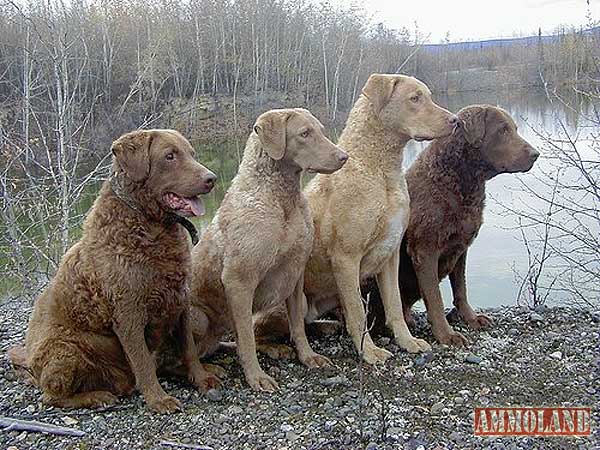 Chesapeake Bay Retrievers