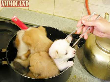 Bowl Full of Puppys