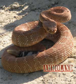 Diamondback Rattlesnake