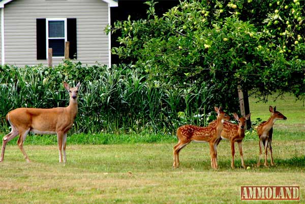 Urban Deer