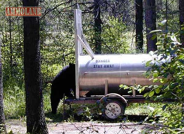 Bear Trapping