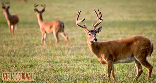 Whitetail Deer