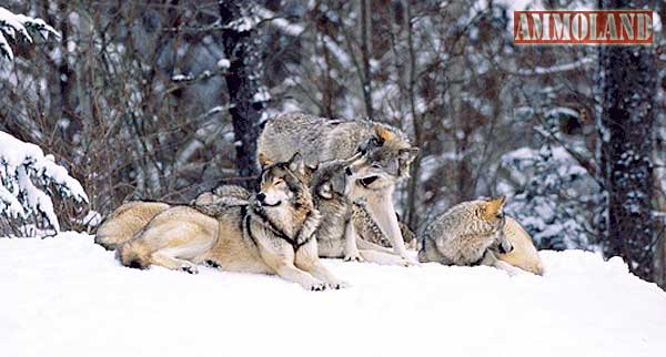 Wolves