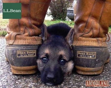 L.L.Bean Dog