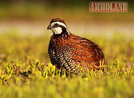 Northern Bobwhite Quail