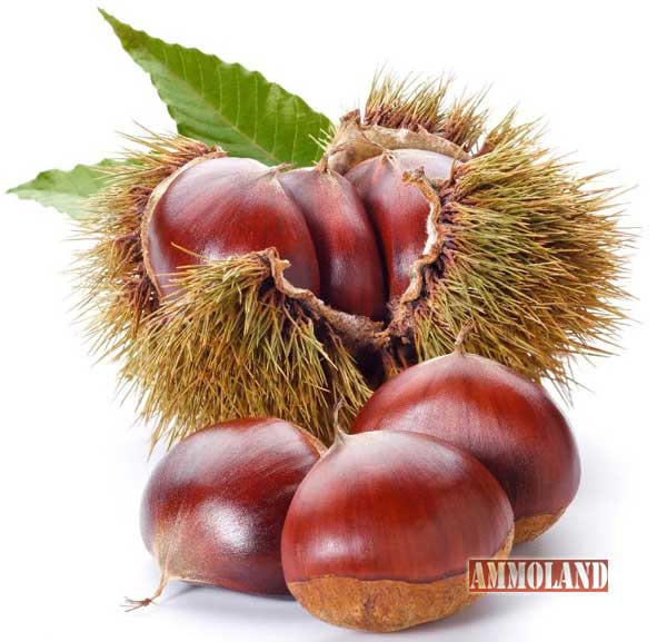 Realtree Nursery Chestnut Magic