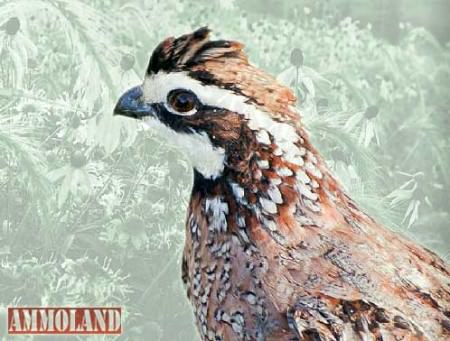 Bobwhite Quail