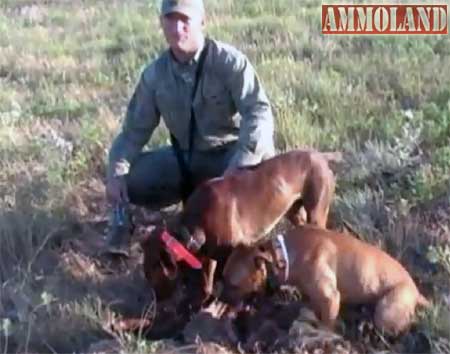 Oklahoma Coyote Control with Highly Trained Decoy Dogs