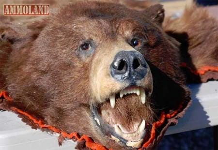 Bear Head