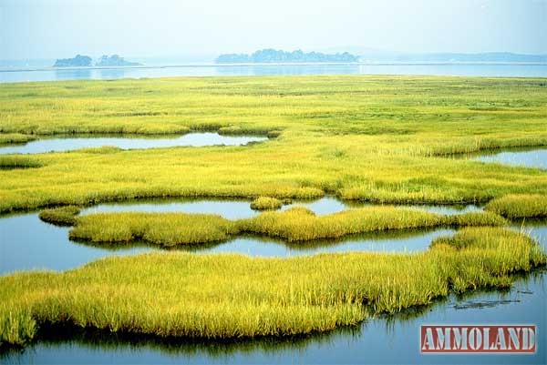 Clean Wetlands