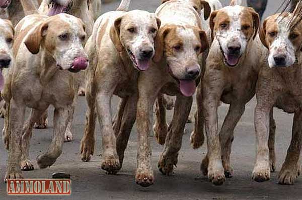 Hunting Hound Dogs