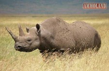 Black Rhino Black Rhino
