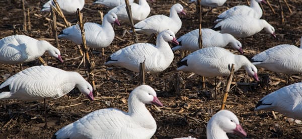 Final Approach Express Foam Snow Goose Decoys