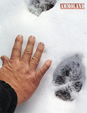 Big Wolf Tracks