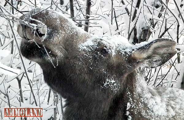 Snow Moose