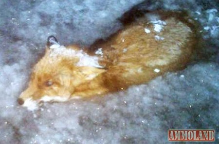 Frozen Fox