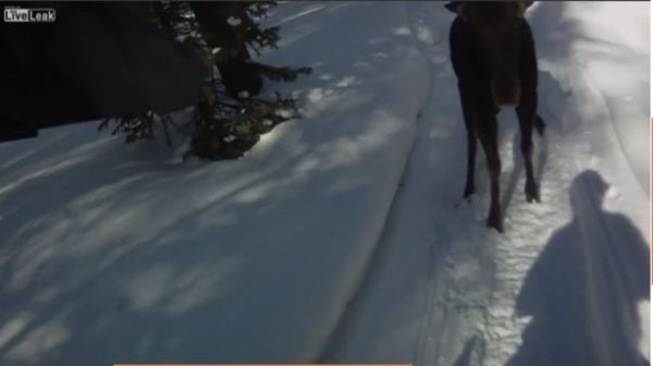 Pistol Defense Against Moose Attack Pistol Defense Against Moose Attack