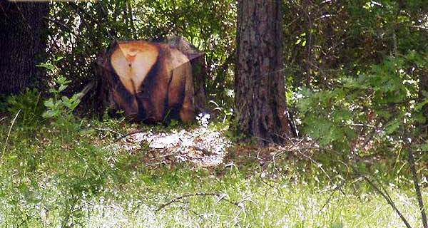 Elk Mountain Timber Elk Decoy Slipcovers