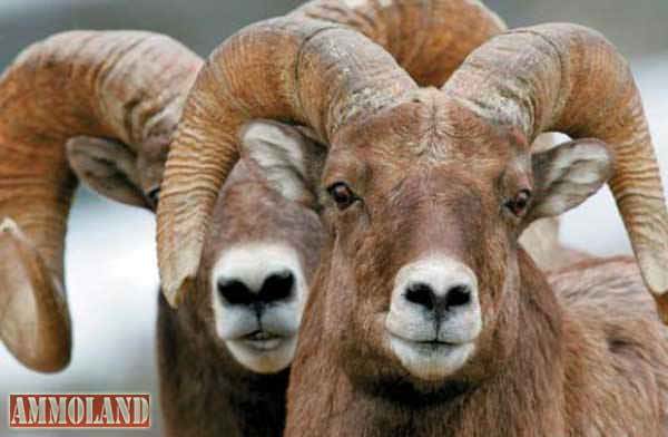 Bighorn Sheep