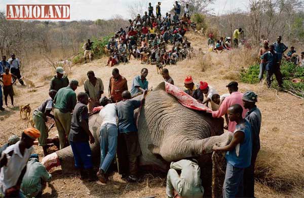 Elephant Hunting In Africa