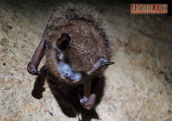 Tri-colored bat with visible signs of WNS