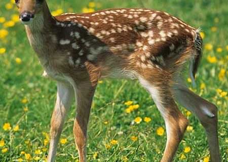 Baby Deer