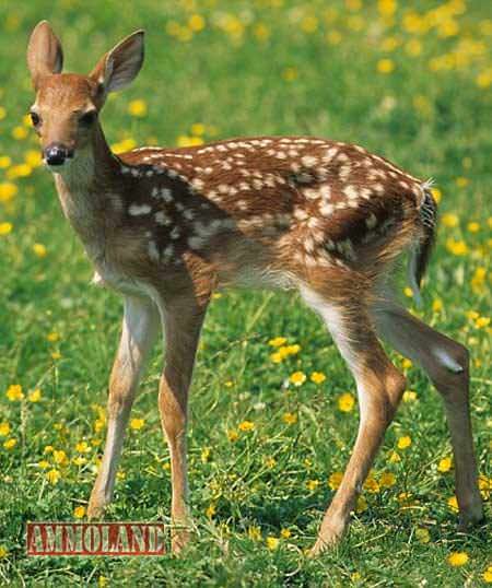 Baby Deer