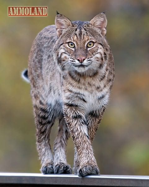 Bobcat